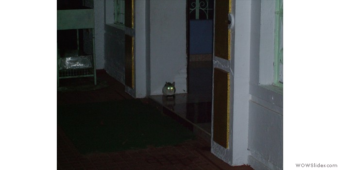 Cat Guarding The Entrance To A Temple At
                      Night