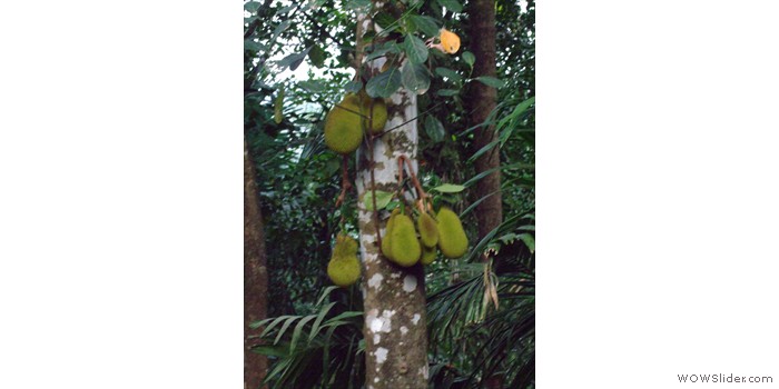 Jack
                      Fruit