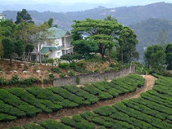 Munnar Tea
Plantation
